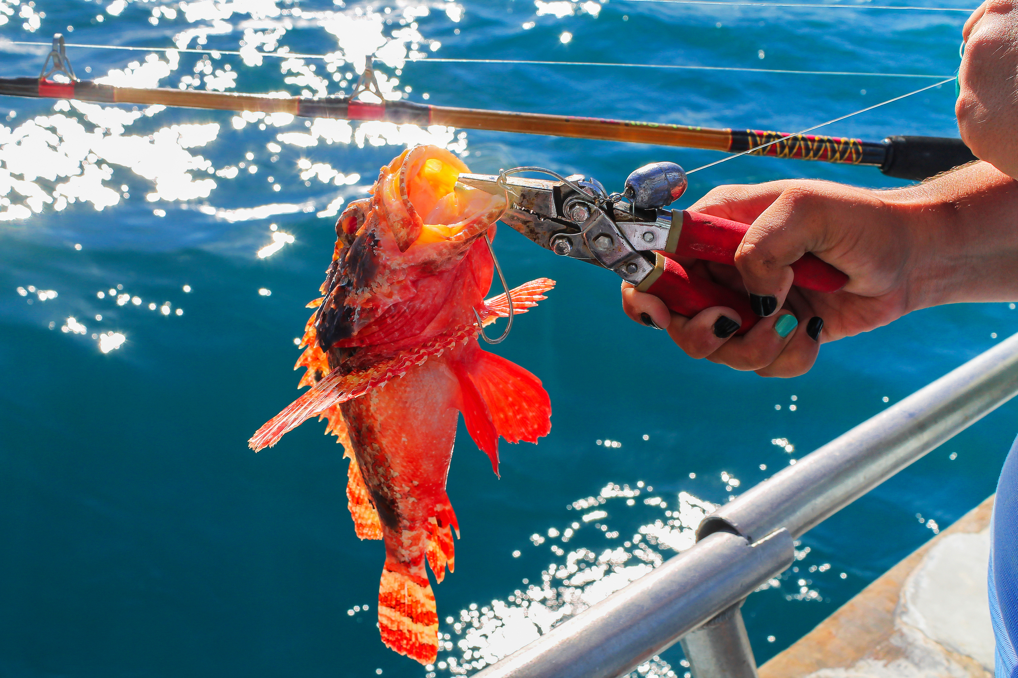 Pince solide et durable, pour la pêche avec un coussinet