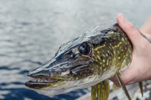 Pêche du brochet en automne